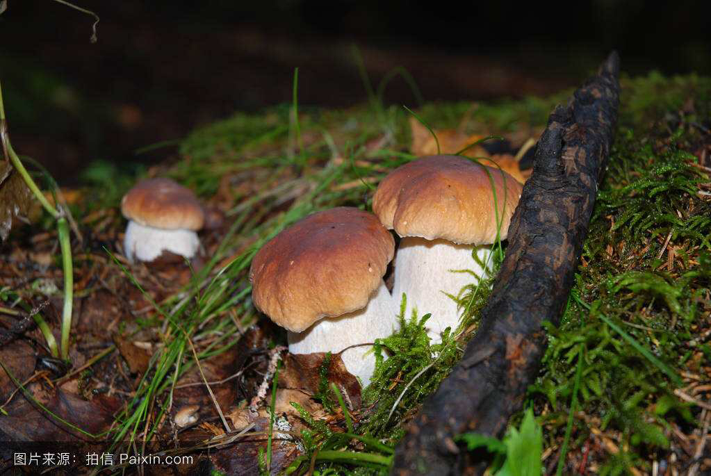 牛肝菌中药配方,牛肝菌功效主治