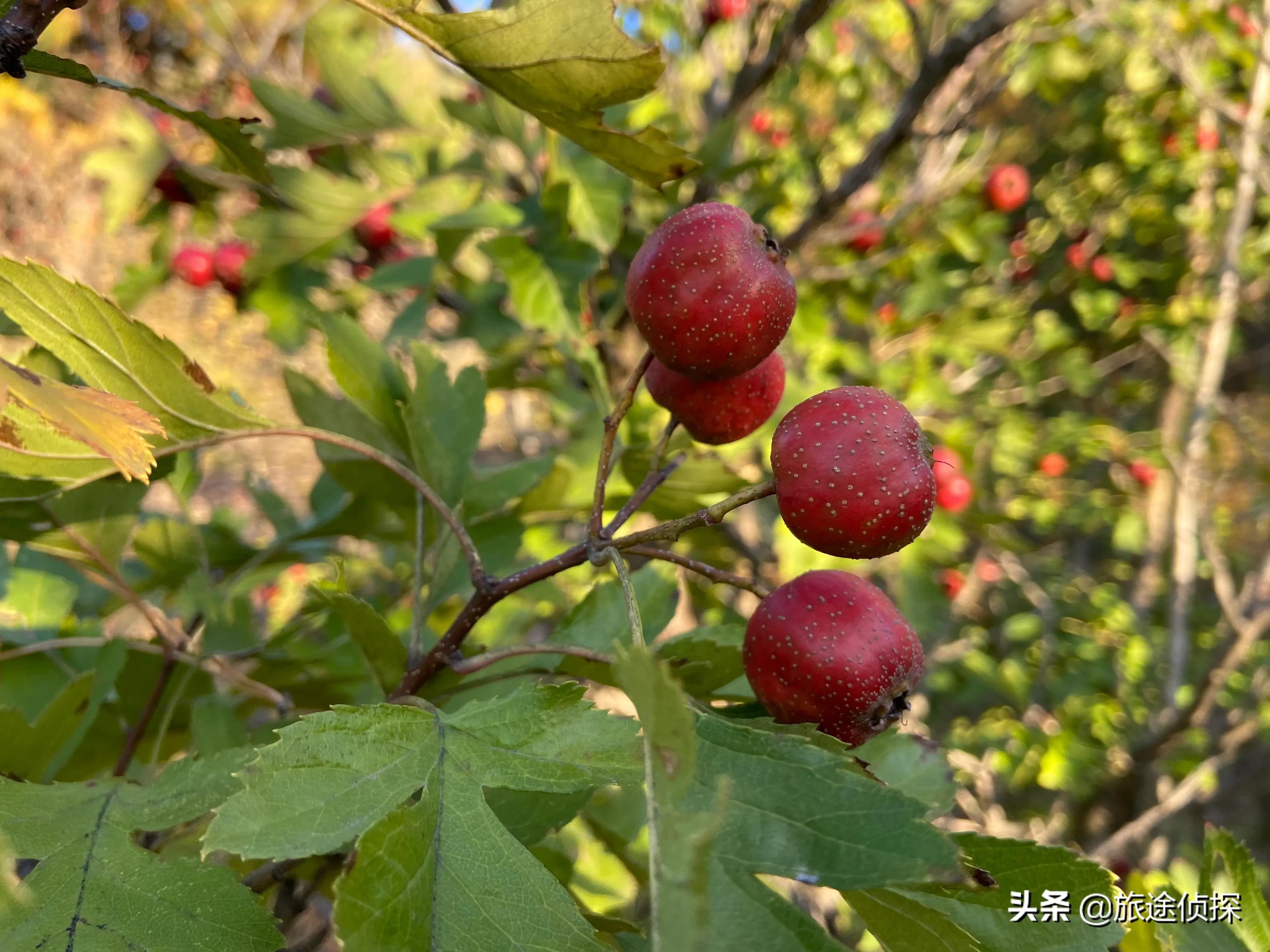 秋天北京周边值得去的地方,北京秋天最美的免费地方