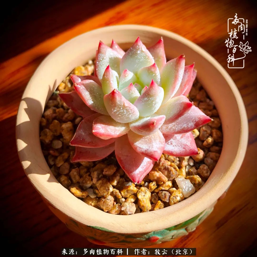 多肉植物生活,多肉生活充满诗意