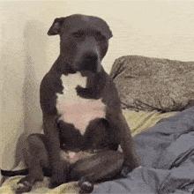 最新发现，狗狗的做梦过程，还会身体抽搐还大叫，可以叫醒它吗