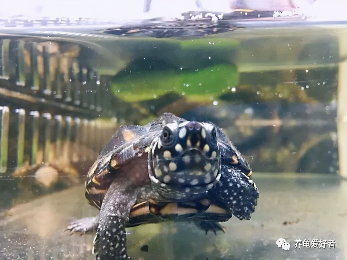 蛋龟冬眠好还是加温好,幼龟适合冬眠还是加温过冬