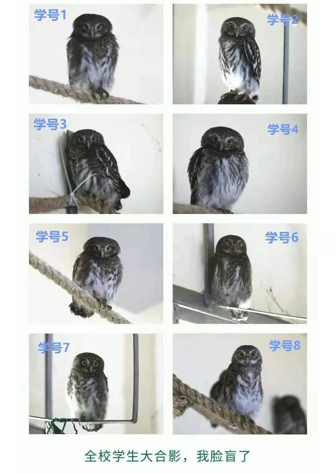 有多少南京人，获得过猫头鹰的祝福