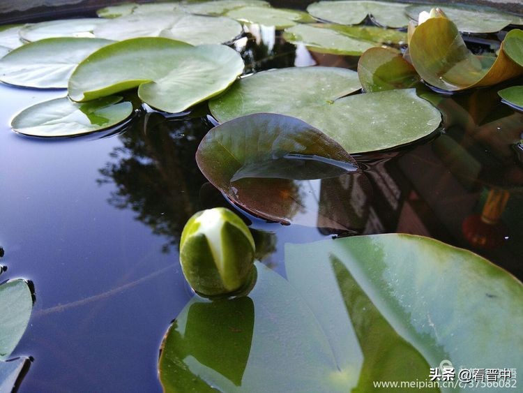 山西农大美丽的校园,山西农大校园风光