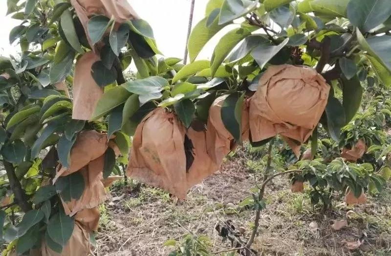 【不忘初心、牢记使命】武清区石各庄镇拓宽销售渠道，让百姓致富路越走越宽