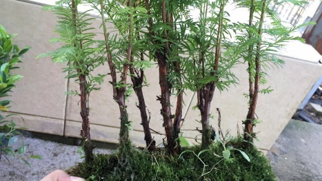 苹果盆景修剪技巧图解,新手也能学会的修剪盆景技巧