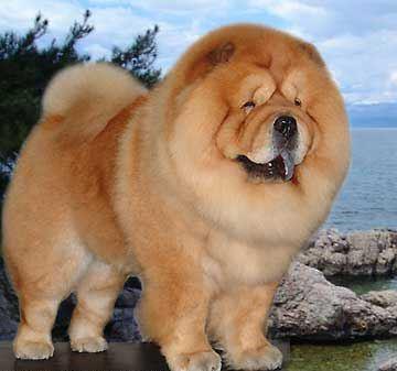 松狮犬都有什么颜色的图片,松狮犬都有什么颜色的狗