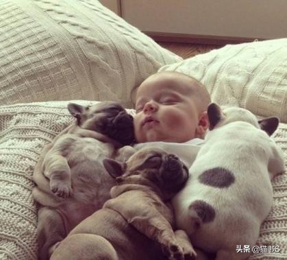 宠物为什么叫宝宝,宠物知道什么是死亡吗