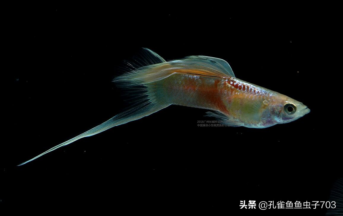 为啥我买的孔雀鱼尾巴特别小,为什么买的孔雀鱼养不活