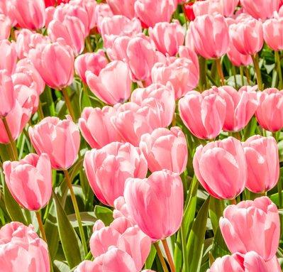 郁金香花之女王,素有花之女王之称的郁金香