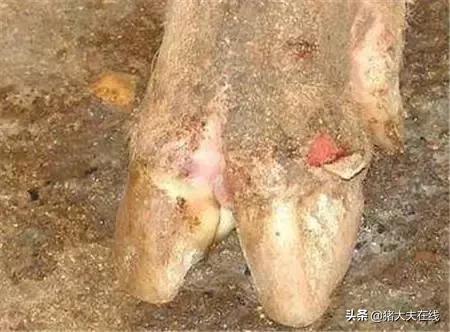 口蹄疫初期大约几天能治好呢,得了口蹄疫有良方吗