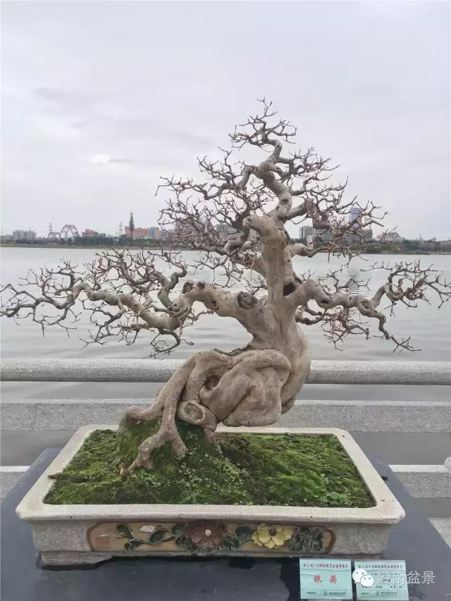 造型极美的盆景一起来欣赏,一组风吹出来的盆景欣赏动感十足