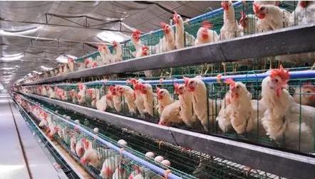 蛋鸡开产后预防用药程序,蛋鸡开产需要补什么营养