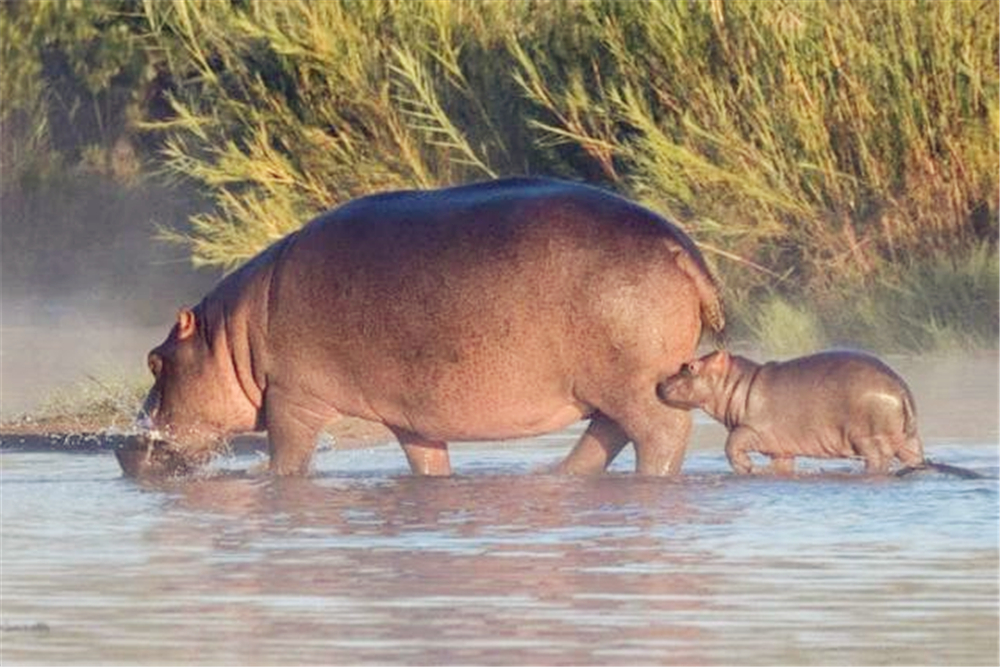 非洲狮偷袭小河马，被赶来的母河马救下，最后却落入公河马的嘴中