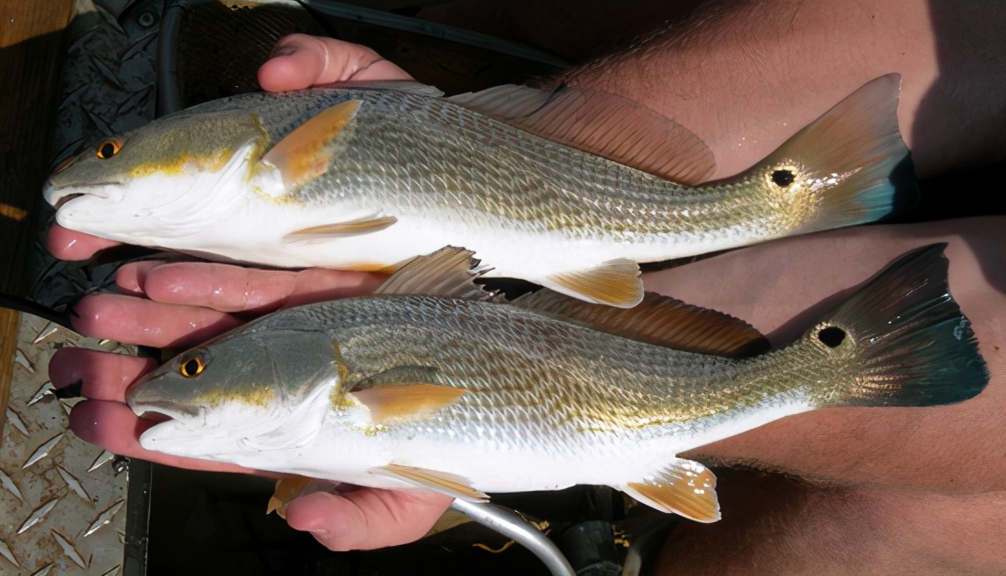 美国红鱼濒临灭绝,在美国把野生保护动物带回中国