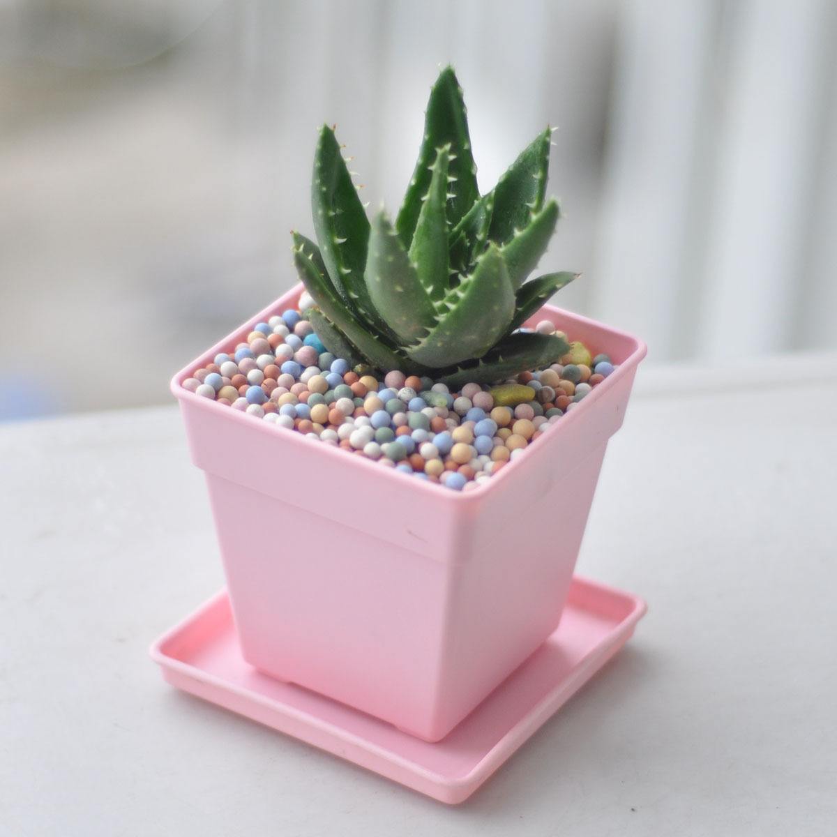 芦荟的根部腐烂了芦荟还可以活吗,库拉索芦荟根部腐烂了怎么办