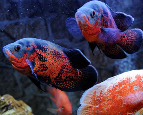 什么观赏鱼便宜还好养好看 (白领观赏鱼排名)