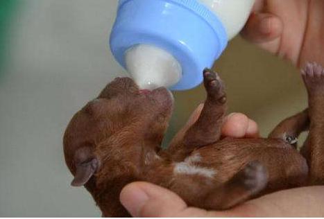 泰迪犬一生发生的5个变化，看完不禁泪目！