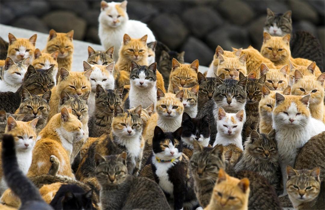 母猫交配后，为什么会满地打滚，甚至转头攻击雄性？