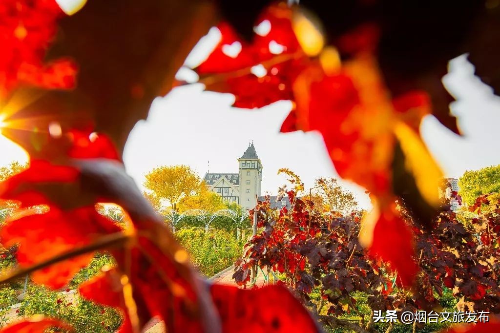 张裕卡斯特酒庄摘葡萄,张裕卡斯特酒庄750毫升定制