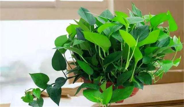 水养绿萝多久浇一次水才能好,绿萝能不能用阿司匹林片兑水浇水