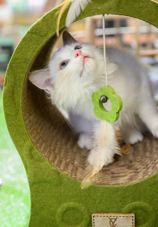 letsgo带你去兜风,letsgo旅行视频