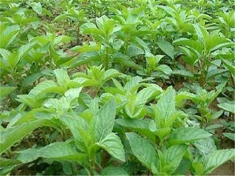 薄荷种植怎么管理,薄荷的种植技术和注意事项