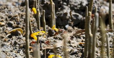 9.9恋爱游戏,9.9分恋爱番