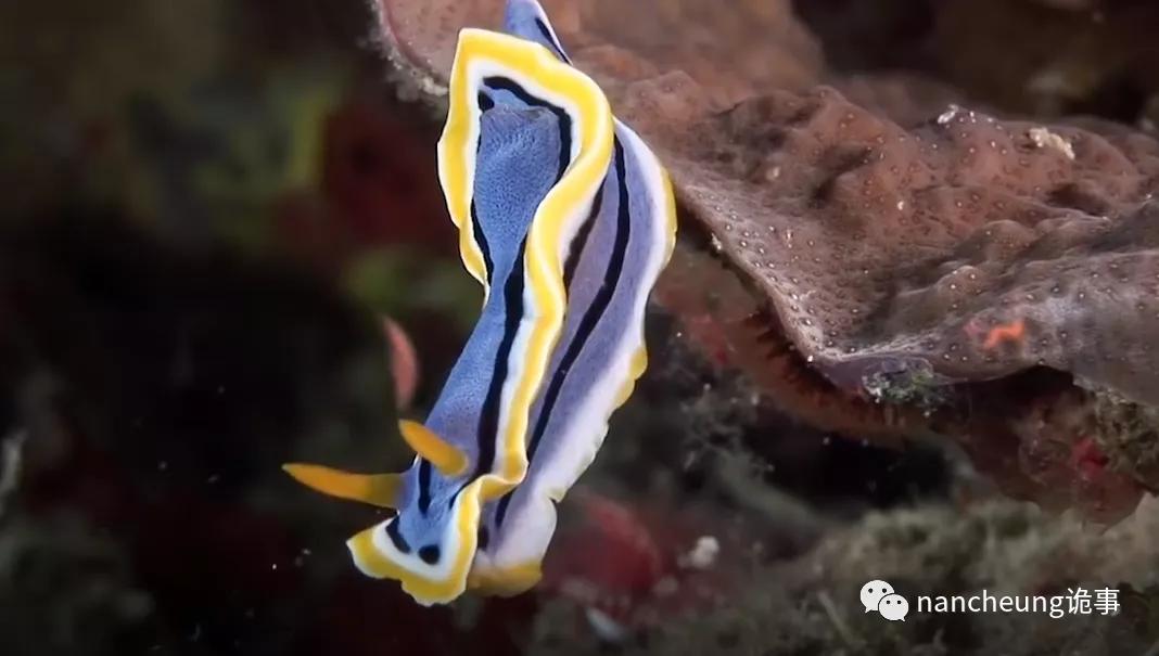 深海迷航第49天神秘生物,深海海底神秘的10种生物