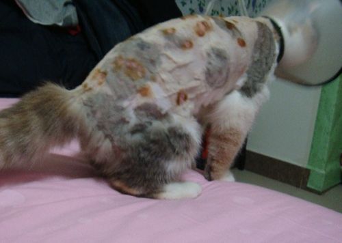 猫咪皮癣用百夫康可以吗,猫咪猫癣涂碘伏可以吗