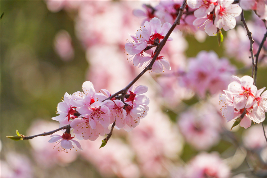 了不起的长城最新视频,了不起的长城是哪一期