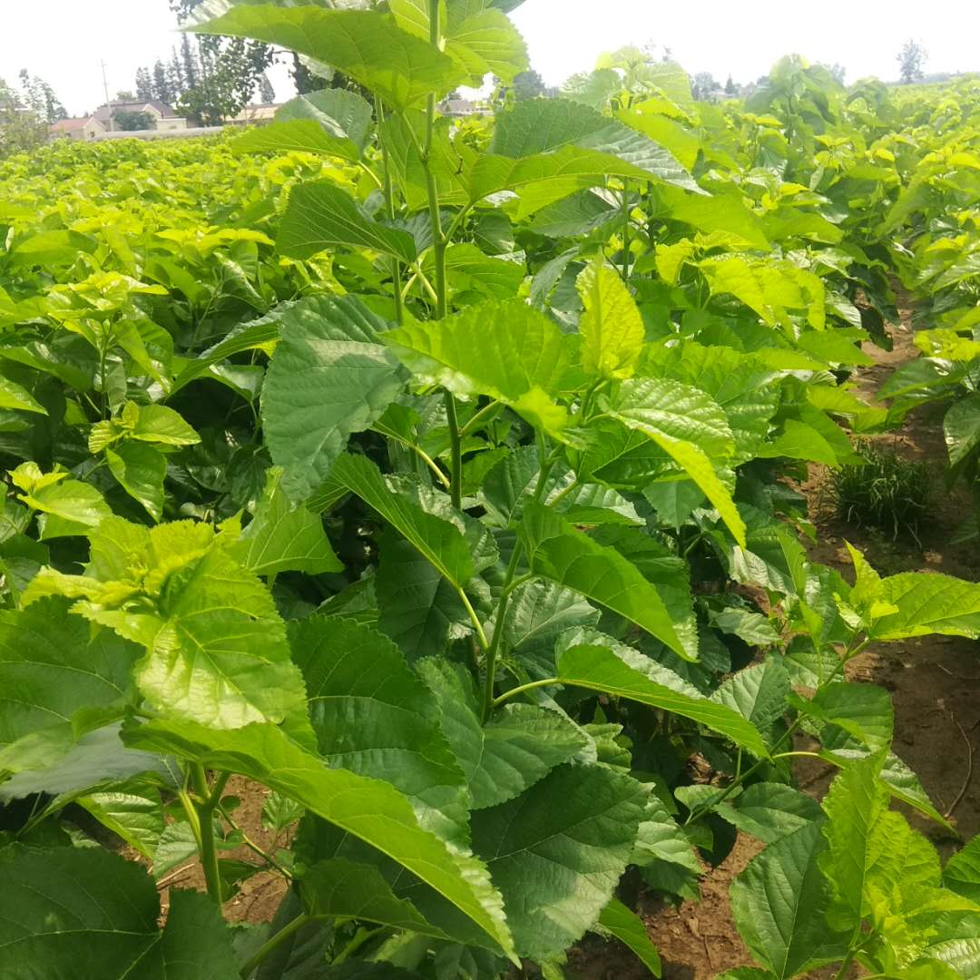 蚕结茧后怎么处理蚕,蚕粘在叶子上下不来怎么办