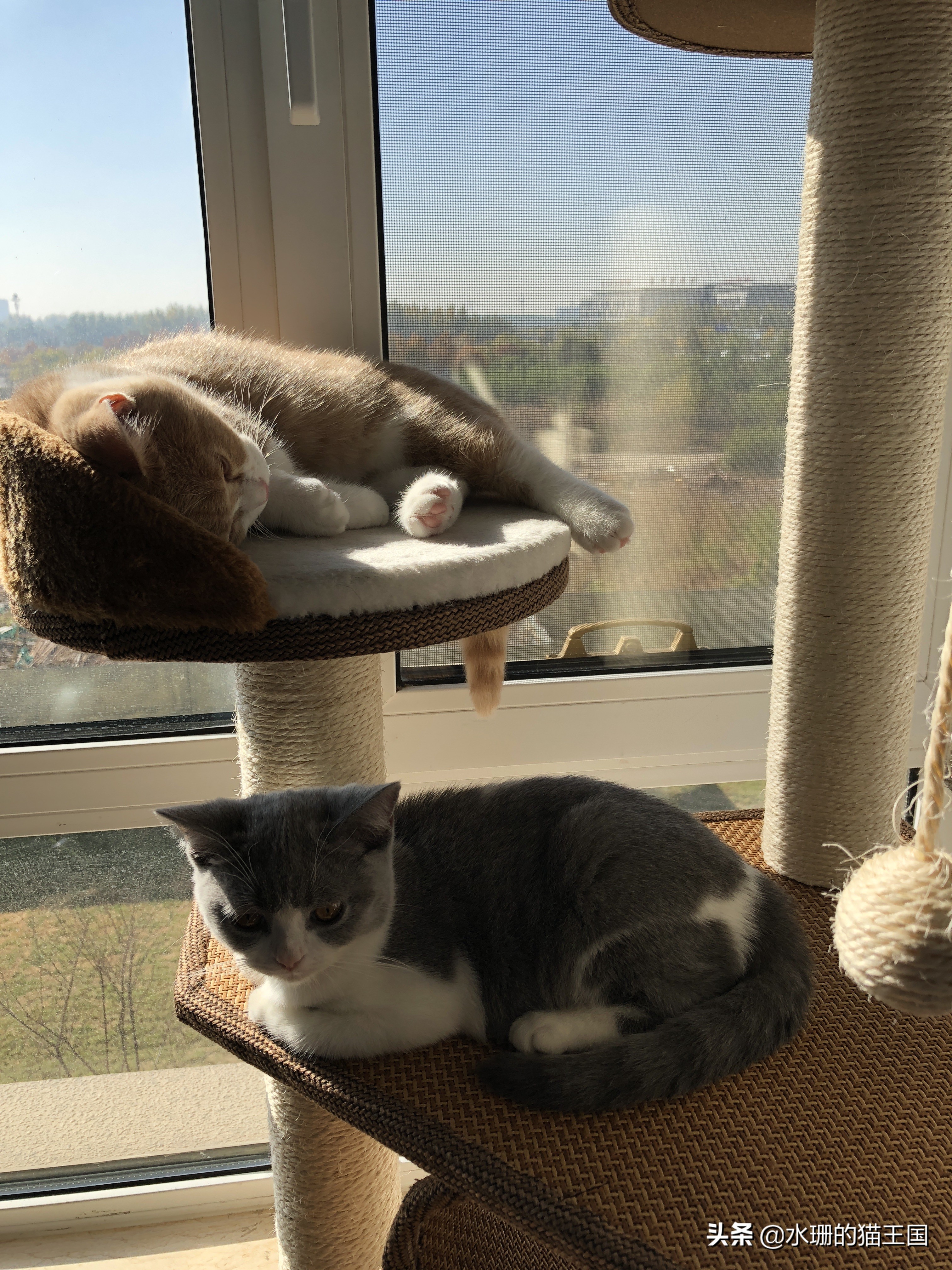 没有不磨爪爪的猫,可猫咪到处乱挠怎么破?看我家猫咪磨爪训练!