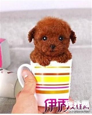 4个月茶杯泰迪犬标准肩高,茶杯泰迪怎么养