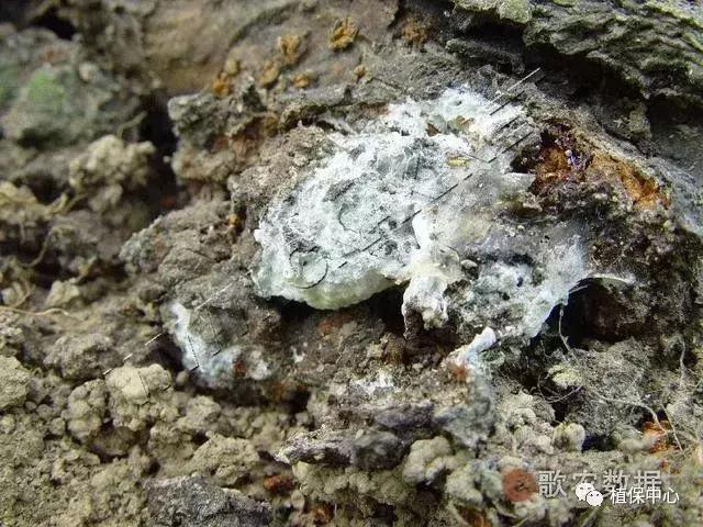 几种果树根部病害的症状识别与防治