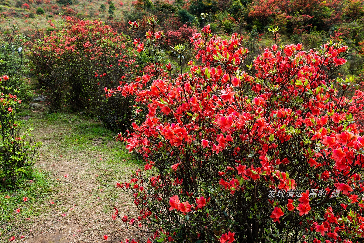 走最远的路,航拍广东最壮美的野生杜鹃花海