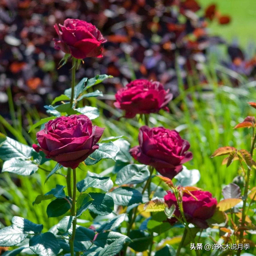 最漂亮10种藤本月季品种,50个经典藤本月季品种推荐