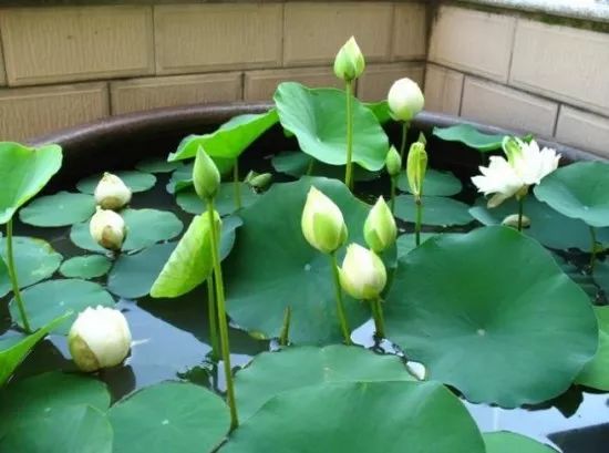 最受欢迎的3种花,这3种花真的很难养