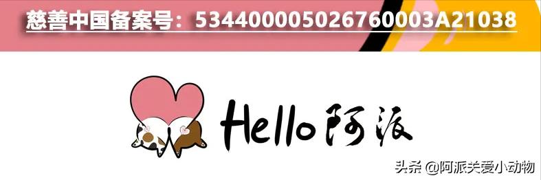 盖雪:信女愿一生荤素搭配,祈望这只拆家啊不,旺家猫找到新家