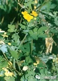 中药药材大全及功效,补肾中药大全及功效