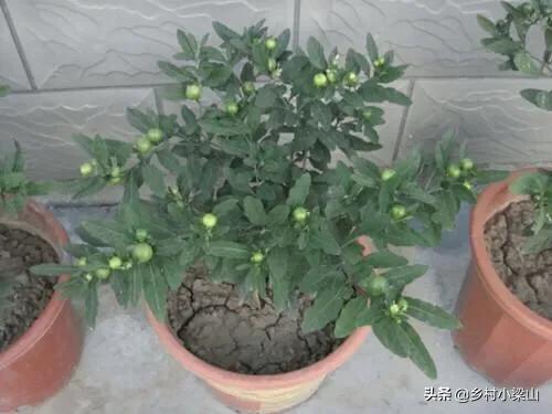 冬珊瑚用多大盆怎么养,养好珊瑚的正确方法