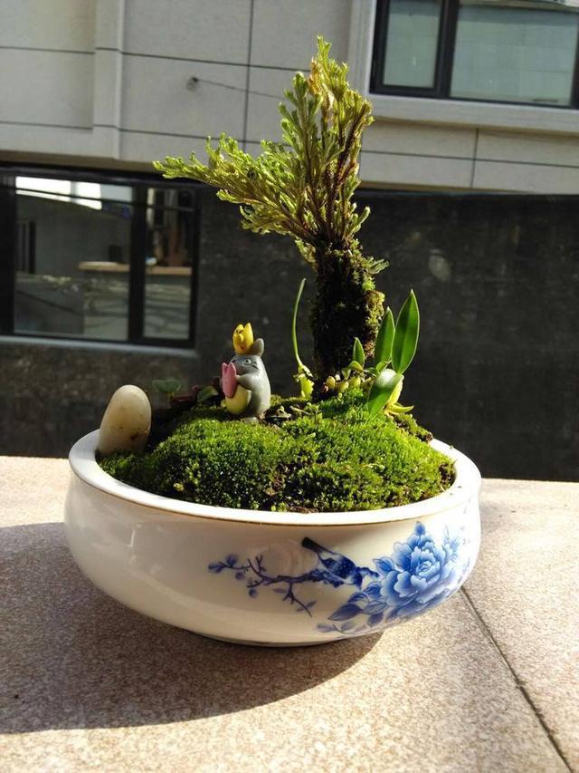 想要盆栽长得好怎么养,想养盆景先养什么品种