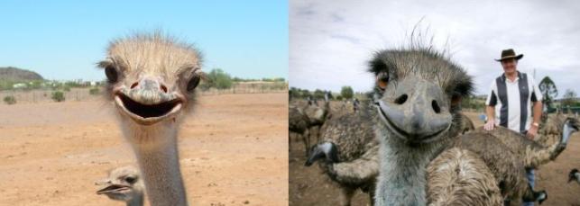 澳洲鸵鸟和非洲鸵鸟什么区别呢,非洲鸵鸟和澳洲鸵鸟有什么区别吗