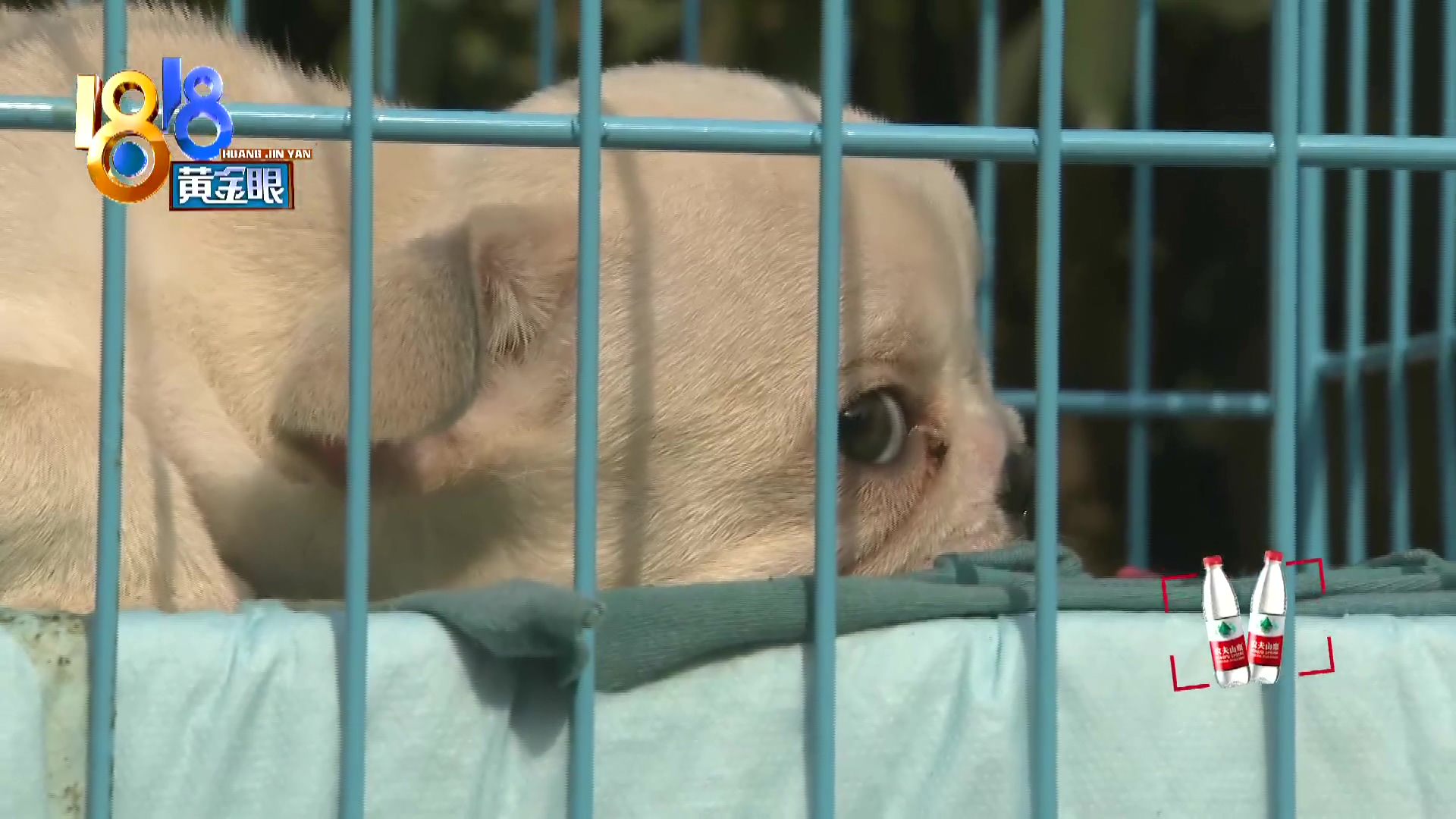 刚买回来小狗两天不吃怎么回事,三个月大的小狗惨遭毒手