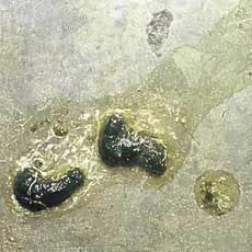 信鸽病防治,信鸽疾病的预防常识