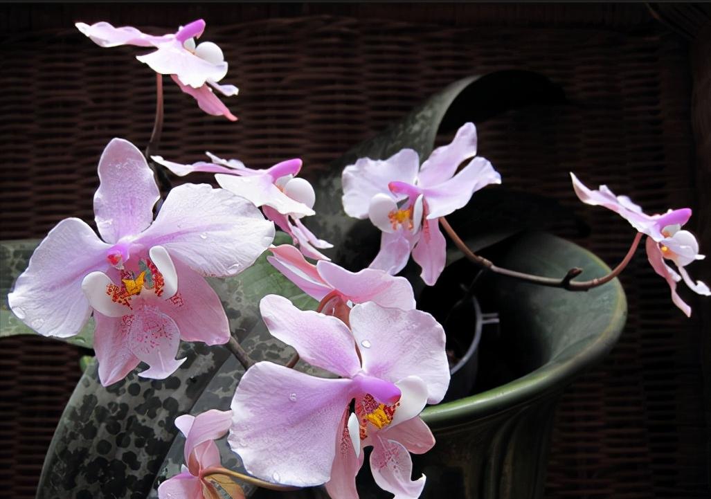 看芦头辨兰花种类,野生兰花种类图片