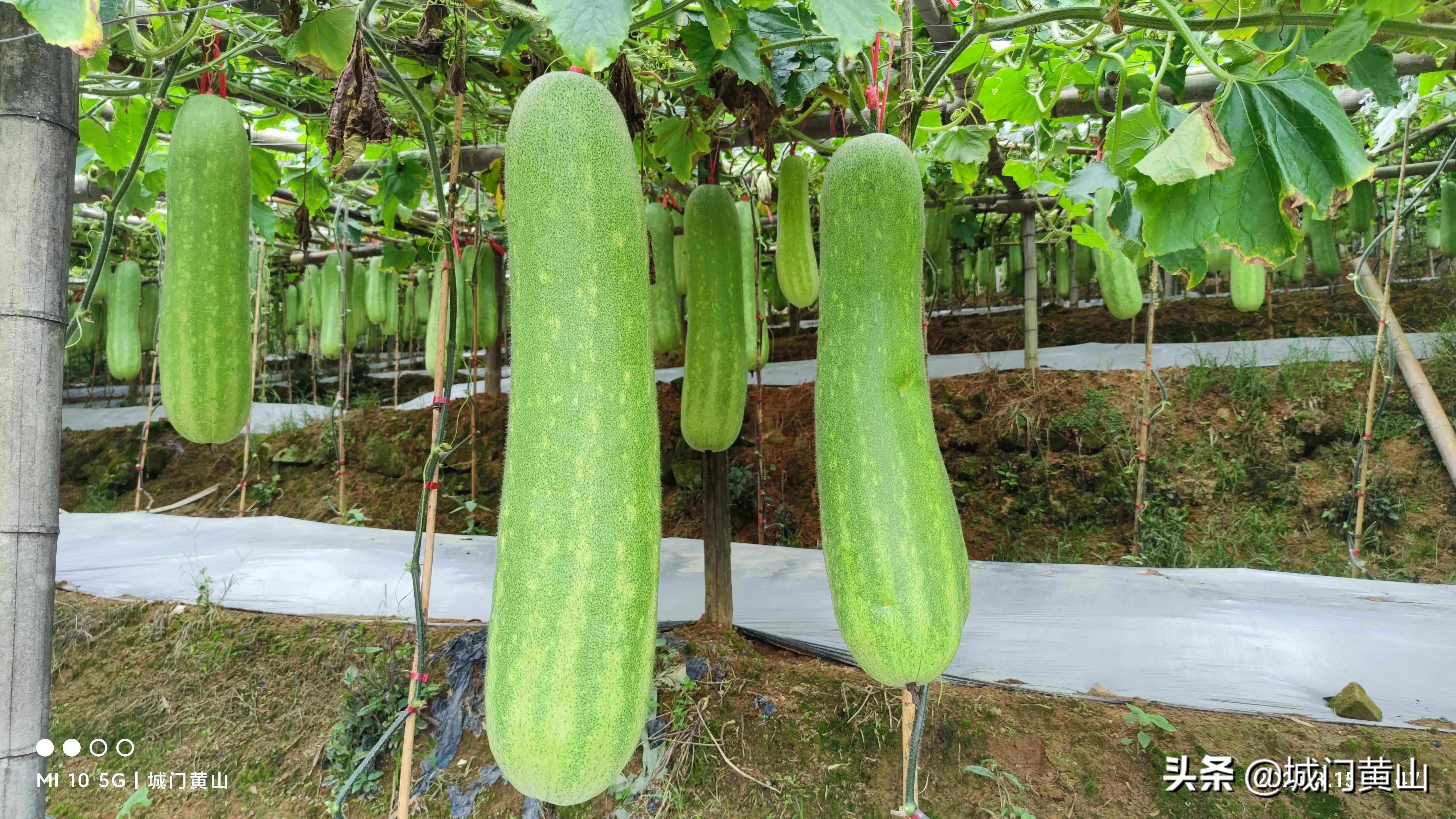 福州大湖乡冬瓜佛手瓜盛夏里在山里绽放