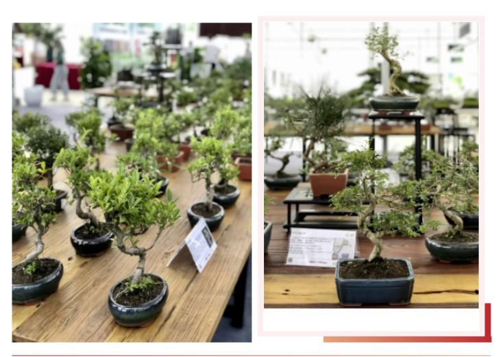 花木城：让盆景走进千家万户，尽显芳华