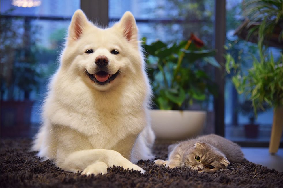 狗狗鼻子生病怎么办,狗狗的鼻子烂了怎么治疗