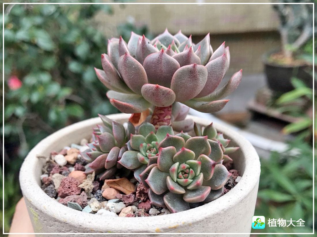 艾格尼亚多肉植物,多肉植物奥利维亚