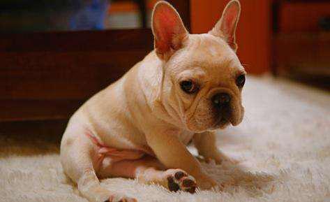 宠物狗体味重怎么办,狗狗体味大怎么去除最有效